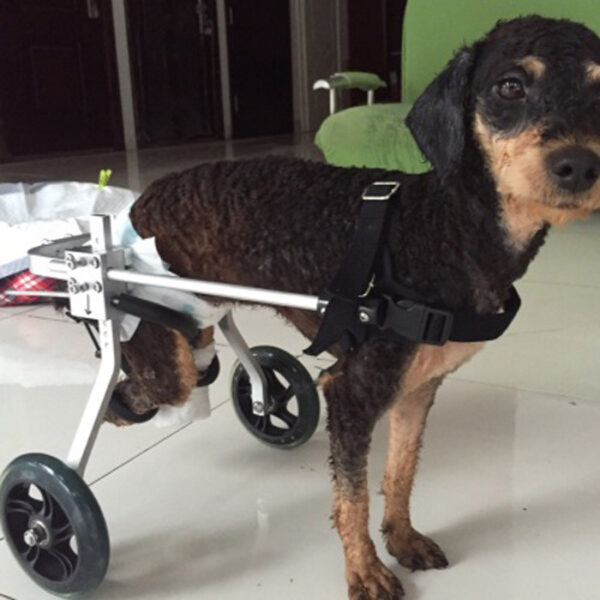 Dog Wheelchair - Fully Adjustable - Image 4