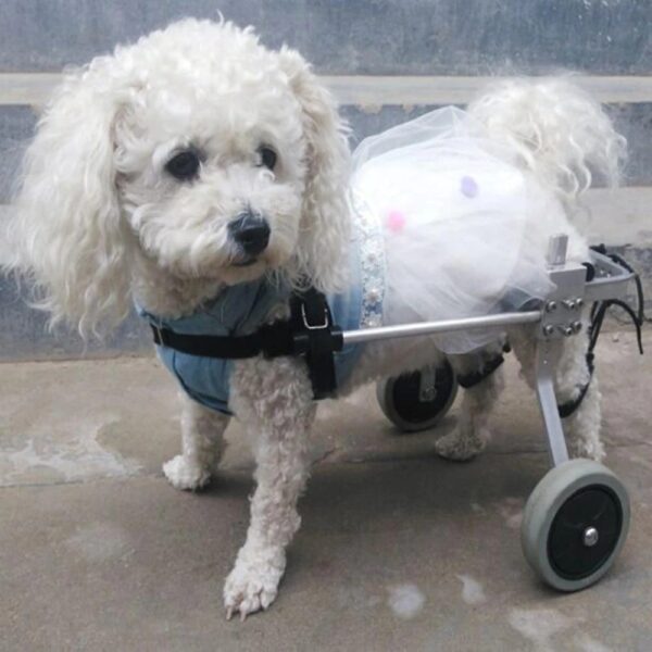Dog Wheelchair - Fully Adjustable - Image 3