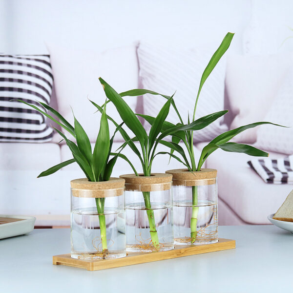 Indoor Green Plant Decoration Glass Bottle For Hydroponic Plants - Image 5