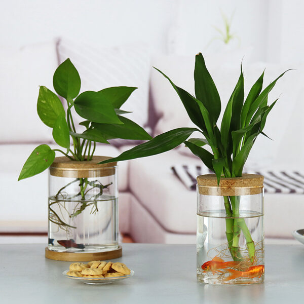Indoor Green Plant Decoration Glass Bottle For Hydroponic Plants - Image 2